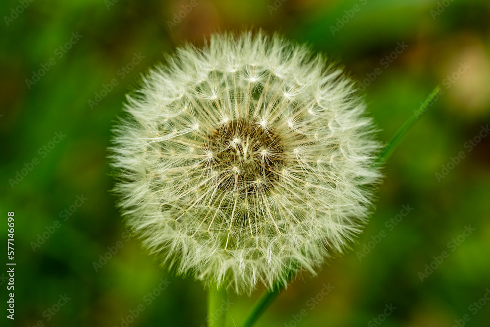 Extreme close-up shot of the ripe fruits of a dandelion plant (Taraxacum officinale) against a blurred green background - obrazy, fototapety, plakaty 