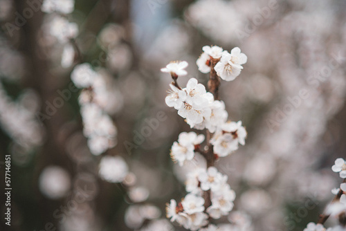 White beautiful flowers in the tree blooming in the early spring, blurred backgroung