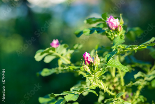 wild rosehip bush amongst the vibrant green leaves. Sunny day in the garden. Wild rose in the sunlight.tender pink flowers bush, blooming flowers on the alley of the park