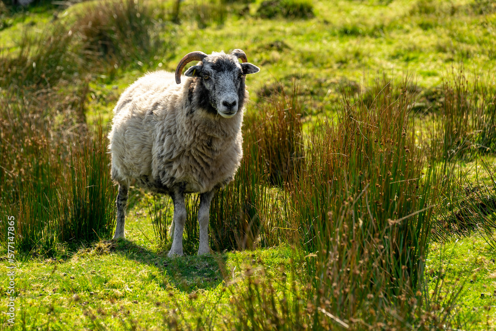 Fototapeta premium Single sheep on a green meadow surrounded by clumps of tall grass, County Donegal, Ireland