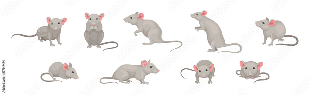 Gray Mouse Small Animal with Rounded Ears in Different Pose Vector Set Gray Mouse Small Animal with Rounded Ears in Different Pose Vector Set