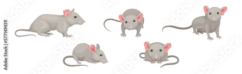 Gray Mouse Small Animal with Rounded Ears in Different Pose Vector Set