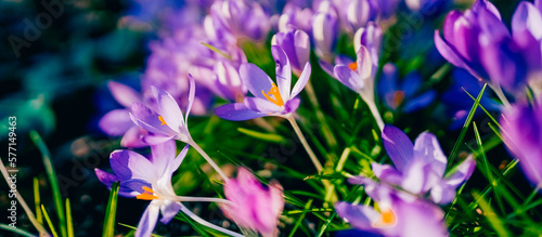 Purple crocus flowers in spring. High quality photo.