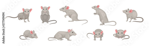 Gray Mouse Small Animal with Rounded Ears in Different Pose Vector Set