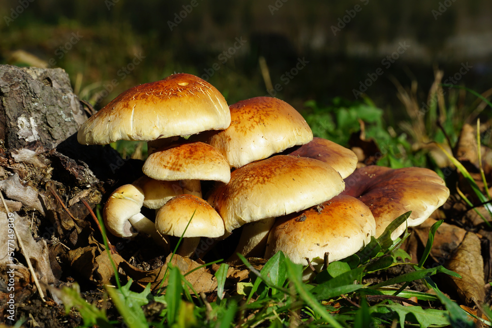 A pile of forest mushrooms next to an old stump A pile of forest mushrooms next to an old stump