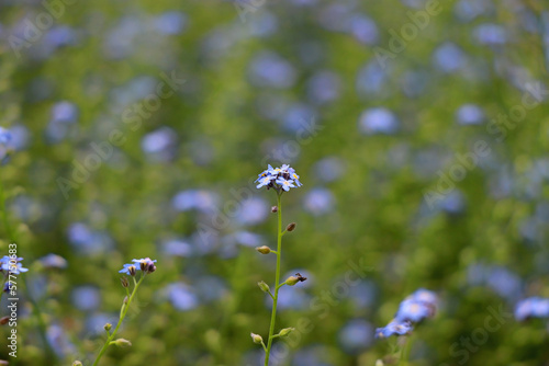 Blue forget-me-nots in the field. Selective focus.