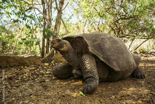 Giant Galapagos Tortoise on San Cristobal Island 