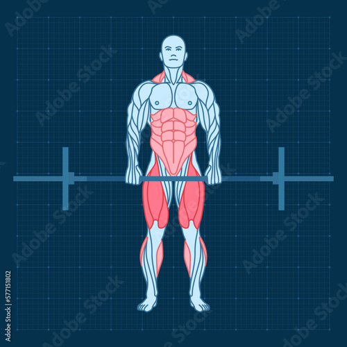 Barbell deadlift in the gym. Frontal view. Workout strength training. Man anatomy for sports exercise.