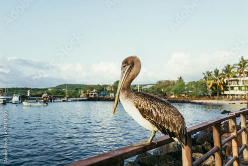 Portrait of a brown pelican on Galapagos island san Cristobal 