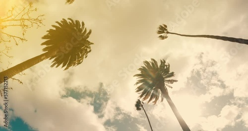 Beverly Hills street with palm trees. View up or bottom view coconut palm trees forest in sunshine. Camera looks up as it moves past rows a palm trees. Los Angeles, California. 