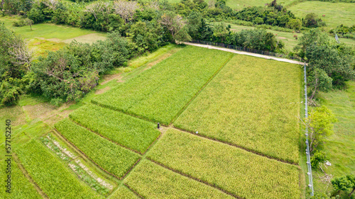 Aerial top view to rice fileds of Bali island, Indonesia.