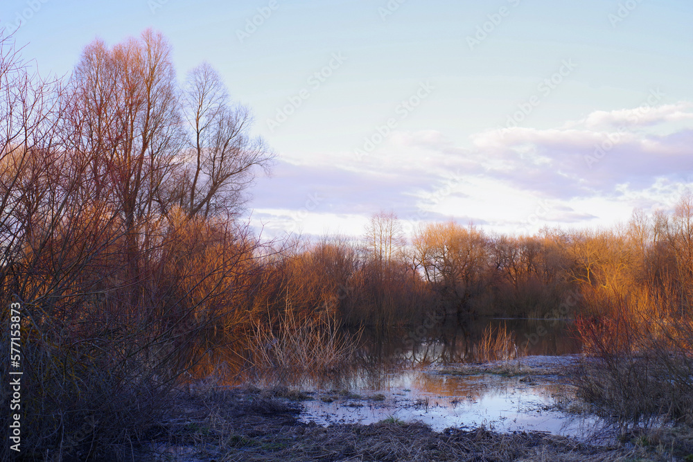 Spring evening landscape on the river. Bare bushes and trees illuminated by the bright setting sun are reflected in the flooded river in early spring.