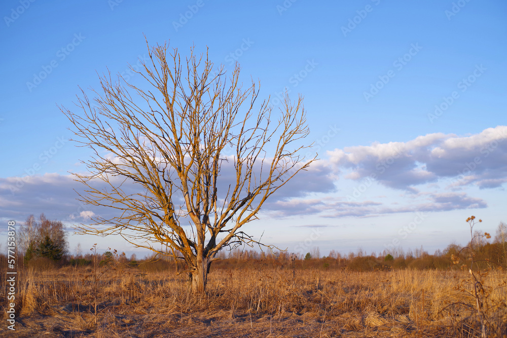 Spring evening landscape. A lonely dry tree lit by the setting sun in dry withered grass against a blue sky in early spring on a meadow Spring evening landscape. A lonely dry tree lit by the setting sun in dry withered grass against a blue sky in early spring on a meadow