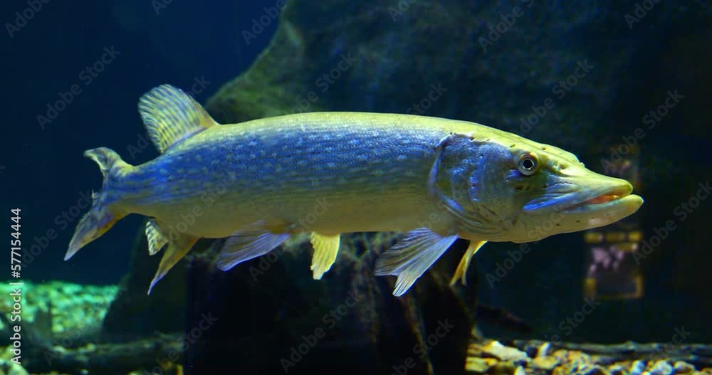 Northern Pike, esox lucius, Adult Swimming in Freshwater Aquarium in France, Real Time 4K Northern Pike, esox lucius, Adult Swimming in Freshwater Aquarium in France, Real Time 4K