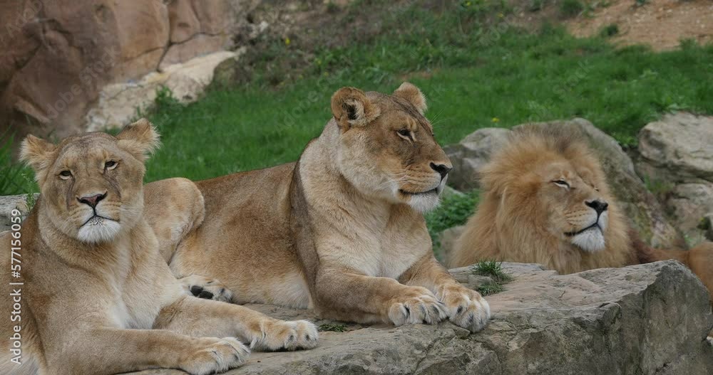 African Lion, panthera leo, Group with One Male and Females, Real Time 4K African Lion, panthera leo, Group with One Male and Females, Real Time 4K