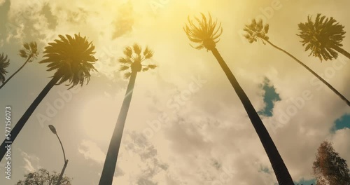 Beverly Hills street with palm trees. View up or bottom view coconut palm trees forest in sunshine. Camera looks up as it moves past rows a palm trees. Los Angeles, California. 