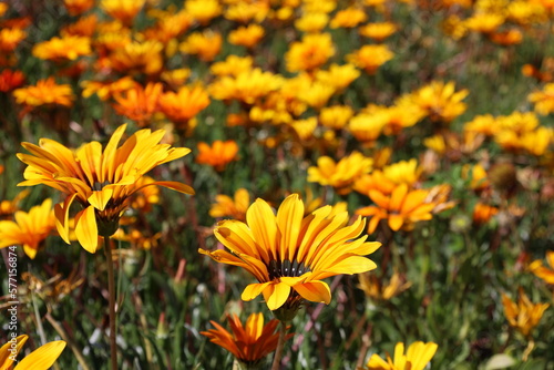 Sommerblumen