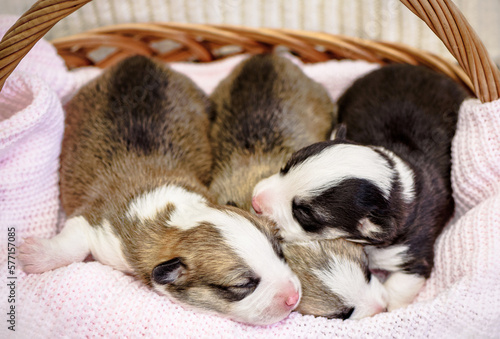 Purebred Pembroke Welsh Corgi puppies sleeps on pink blanket in the wicker basket Group of adorable little pets. Baby animals