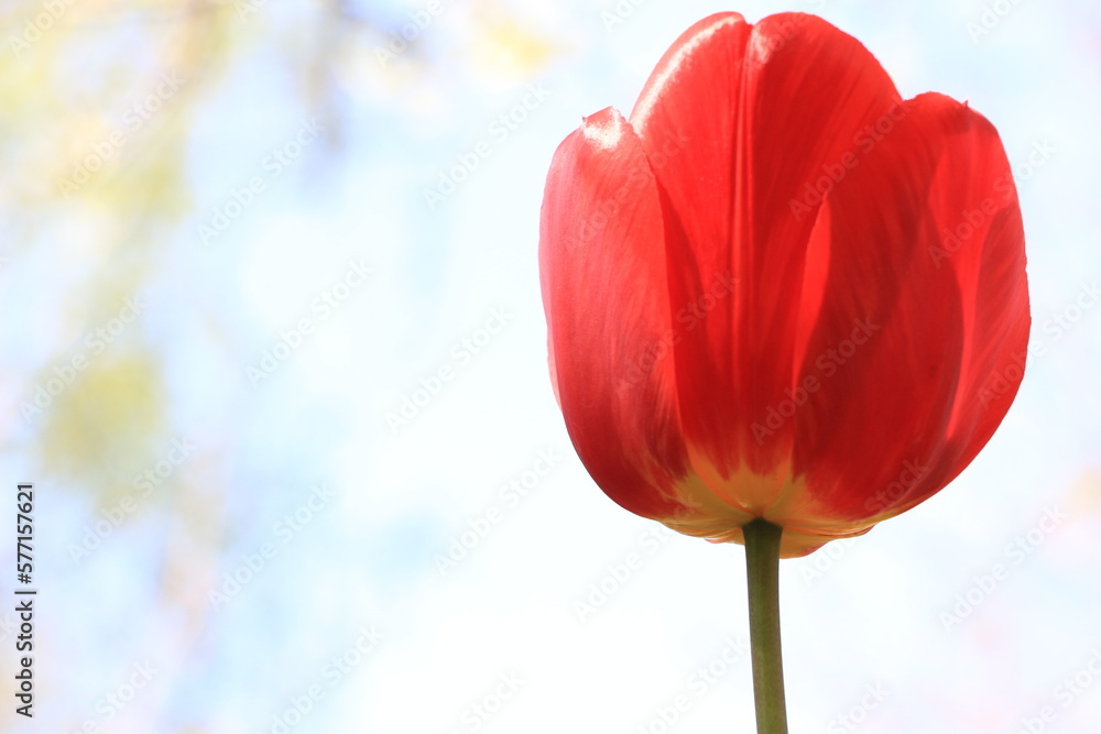 Fototapeta premium Red tulip flower close up. Light background. Background. Layer. Selective focus. Out of focus. Copy space