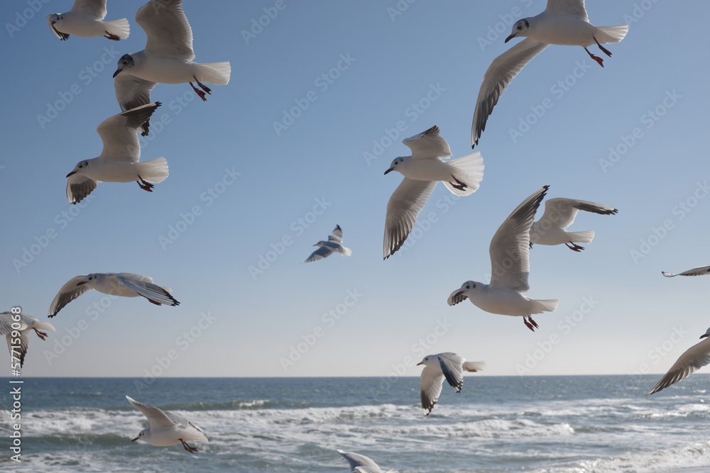 White seagulls soaring in the air over the sea against the blue sky White seagulls soaring in the air over the sea against the blue sky
