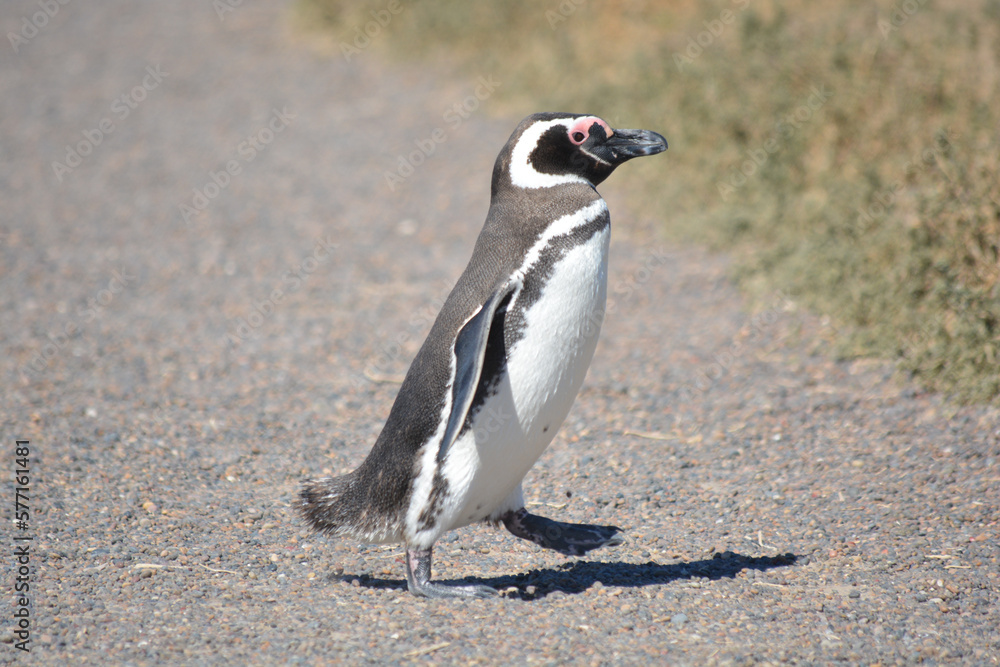 Fototapeta premium Pingüinos en la reserva natural de Punta Tombo, Chubut, Argentina