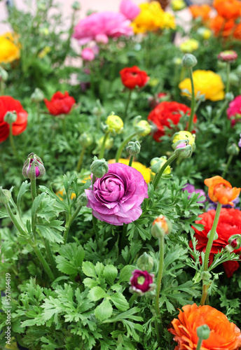 colorful ranunculus