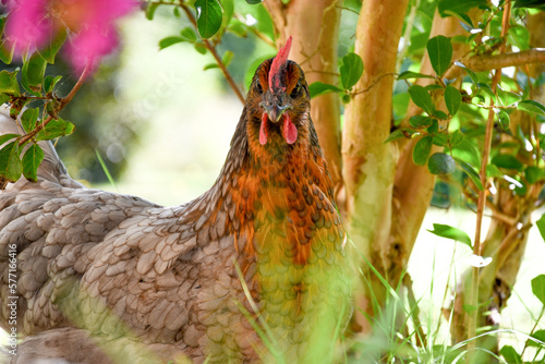 Poule pondeuse photo