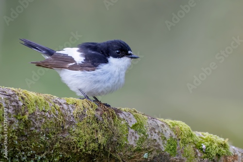 Pied flycatcher /Ficedula hypoleuca