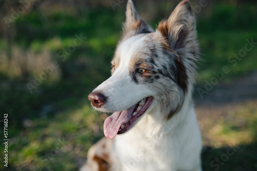 Portrait of a dog  white and brown border collie in the field and wood  head of a dog