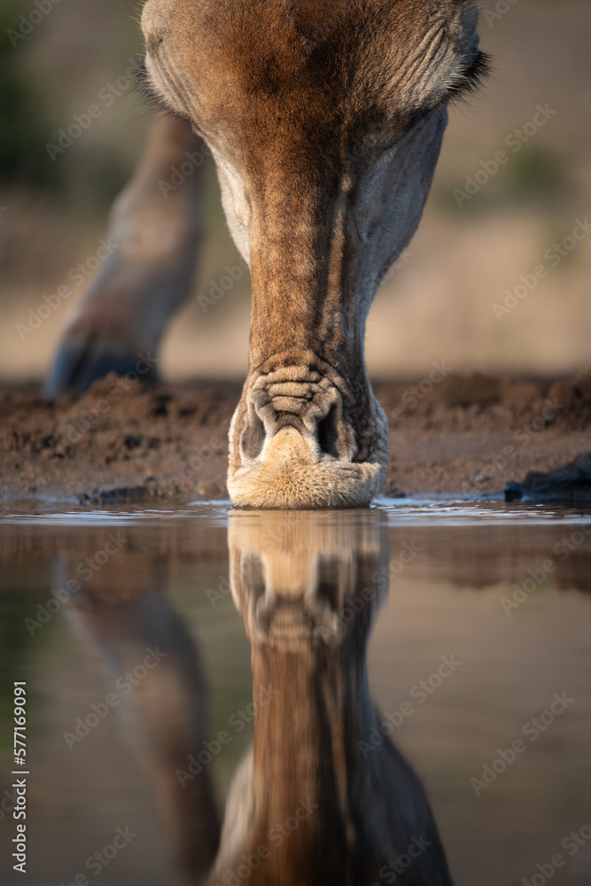 Obraz premium Closeup of giraffe drinking