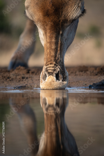 Closeup of giraffe drinking