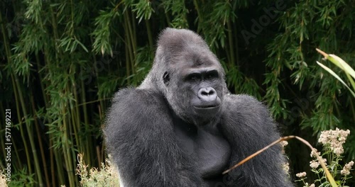 Eastern Lowland Gorilla, gorilla gorilla graueri, Silverback Male, Real Time 4K photo