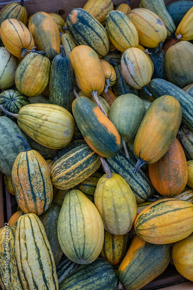 Lots of different colored ornamental gourds lying in a wooden box at a farm for sale during harvest season in october, high angle view, vertical shot