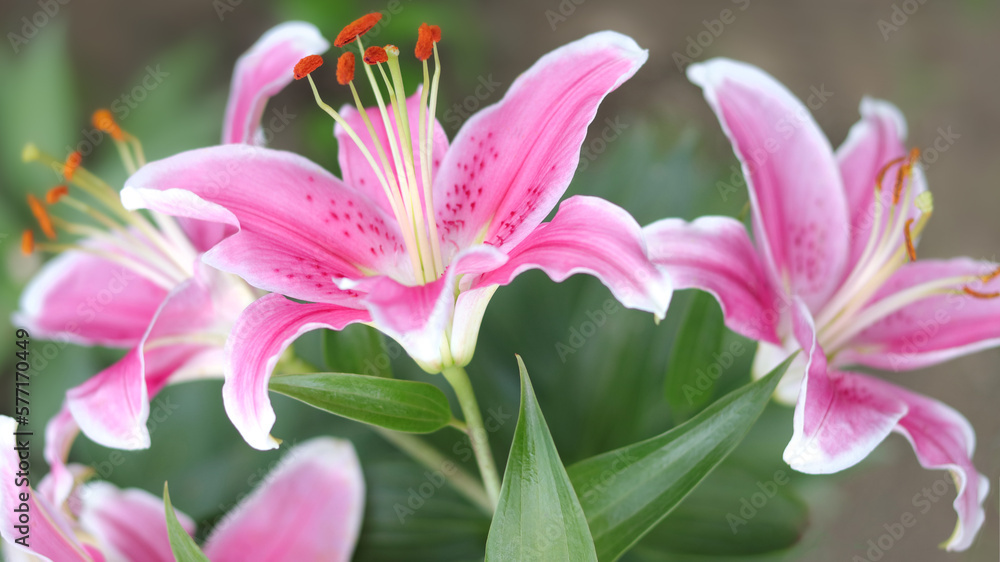 Bouquet of large Lilies. Lilium, belonging to the Liliaceae. Blooming pink tender Lily flower . Pink Stargazer Lily flowers background. Closeup of pink stargazer Lilies and green foliage. Summer