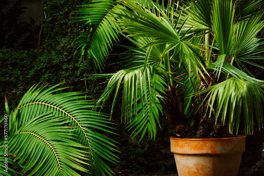 Gorgeous palm trees with fresh green leaves growing in pots.Small palm trees on dark background. Trachycarpus fortunei, Chinese windmill palm, Chusan palm - hardy evergreen tree in Arecaceae family. Gorgeous palm trees with fresh green leaves growing in pots.Small palm trees on dark background. Trachycarpus fortunei, Chinese windmill palm, Chusan palm - hardy evergreen tree in Arecaceae family.
