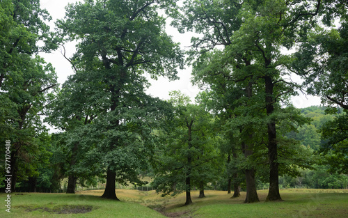 Majestic and tall oak trees growing on a meadow in Carpathian Mountains. Summer season. Abundant Vegetation.