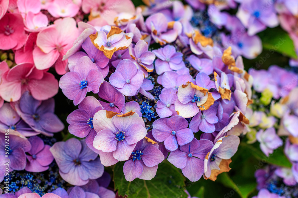 hydrangea close up