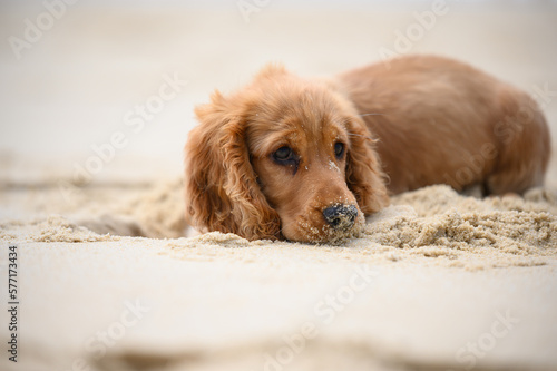 Foto Chien en vacances sur la plage