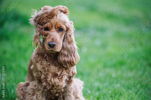 Cocker anglais golden