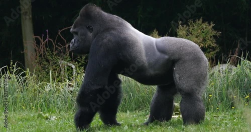 Eastern Lowland Gorilla, gorilla gorilla graueri, Silverback Male, Real Time 4K