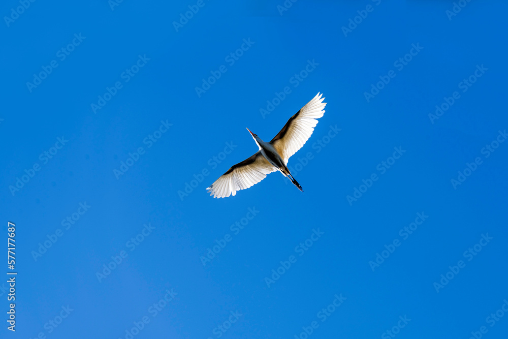 Cattle Egret (Bubulcus ibis) Cattle Egret (Bubulcus ibis)