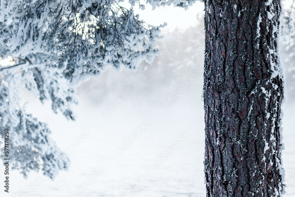 Fototapeta premium Pine tree stem with snow