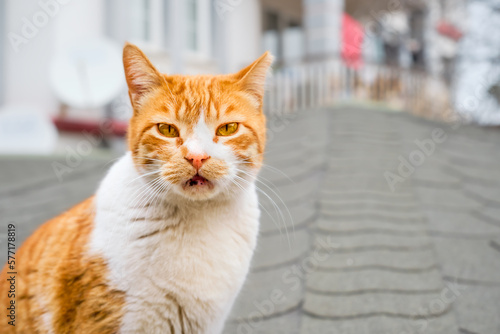 Homeless ginger cat looks at the camera, close-up of a cat with copy space for text, caring for local animals, taking care of the city's ecosystem, Protecting pets.