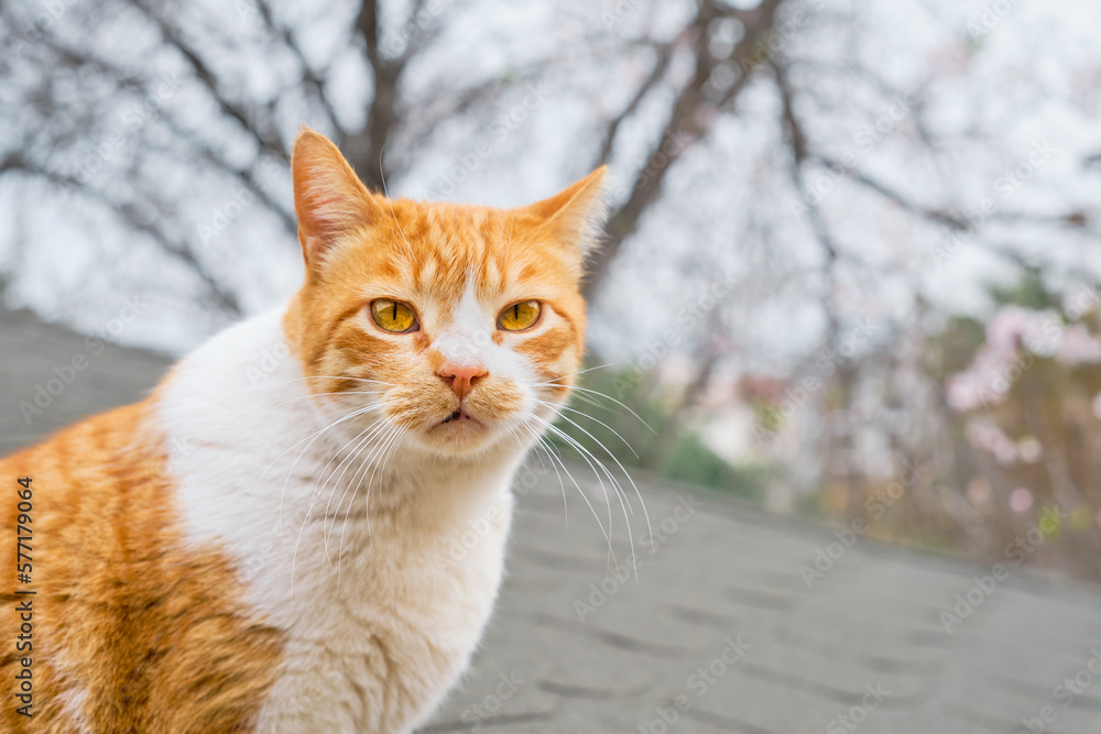 Homeless ginger cat looks at the camera, close-up of a cat caring for local animals, taking care of the city's ecosystem, Protecting pets. Homeless ginger cat looks at the camera, close-up of a cat caring for local animals, taking care of the city's ecosystem, Protecting pets.