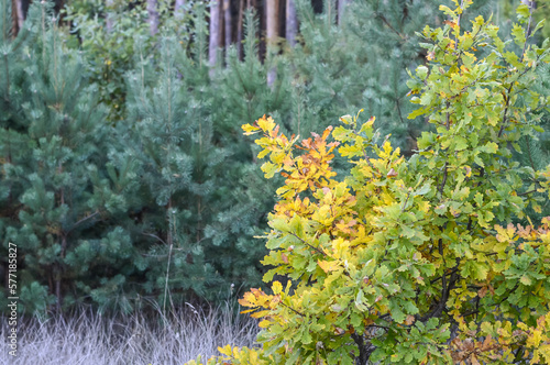 Summer or autumn forest landscape. Oak tree against the background of evergreen pines at the edge of the forest on a sunny day. Early autumn