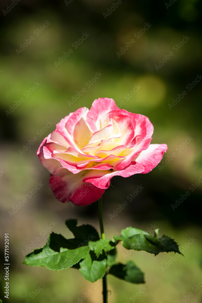 Rose flowers blooming in roses garden 
