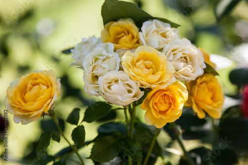 Rose flowers blooming in roses garden 