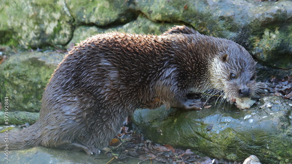 Nutria europea, Zoo de Santillana del Mar, Cantabria, España Nutria europea, Zoo de Santillana del Mar, Cantabria, España