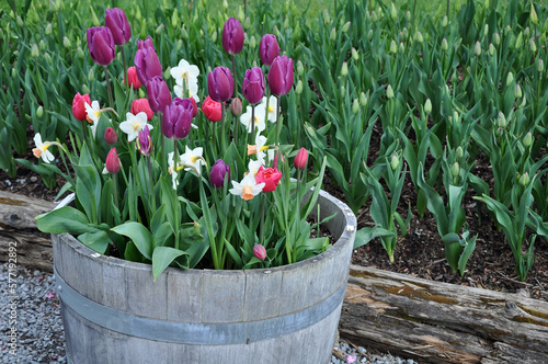 Assorted variety of daffodils and tulips in barrel planter