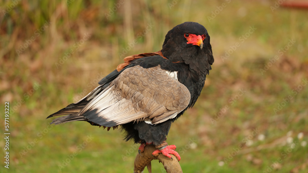 Águila volatinera, Parque de la Naturaleza de Cabárceno, Cantabria, España Águila volatinera, Parque de la Naturaleza de Cabárceno, Cantabria, España